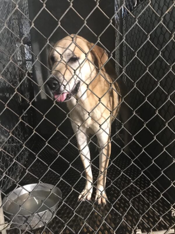 Greg 38904 BainbridgeDecatur County Humane Society