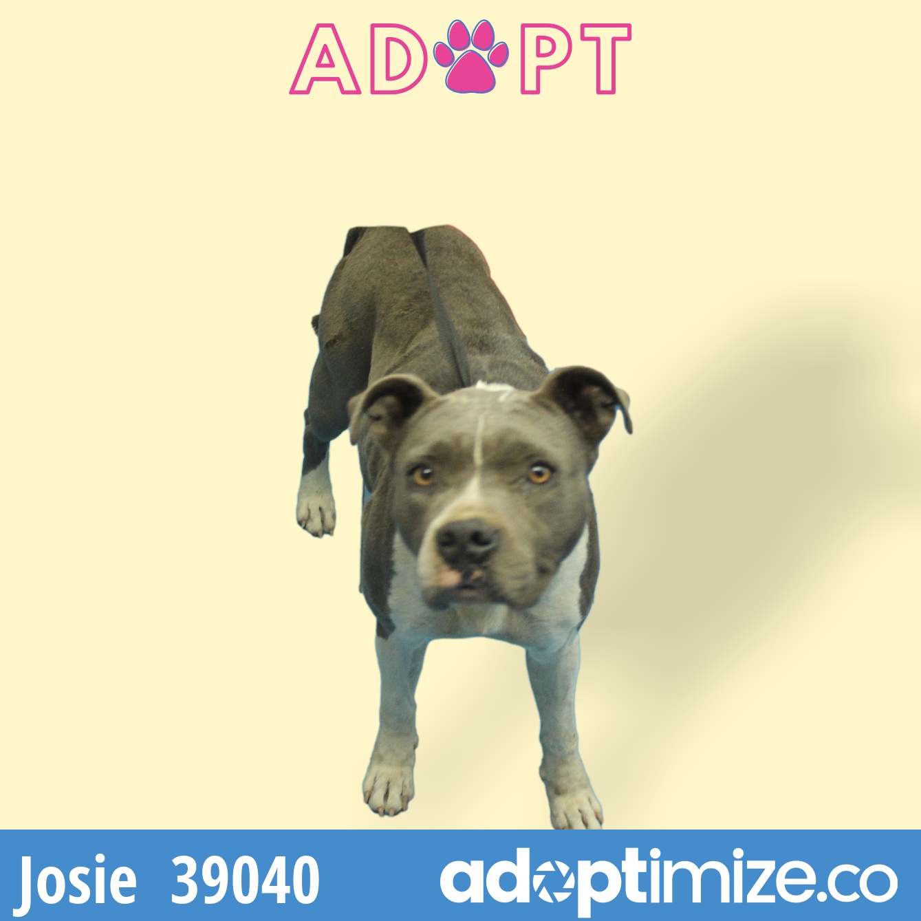 Josie, Jemma 39040 / 39180 BainbridgeDecatur County Humane Society