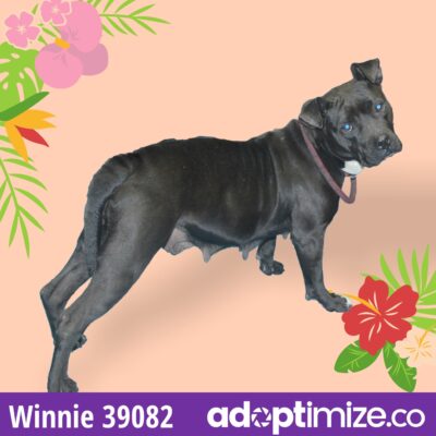 Winnie 39082