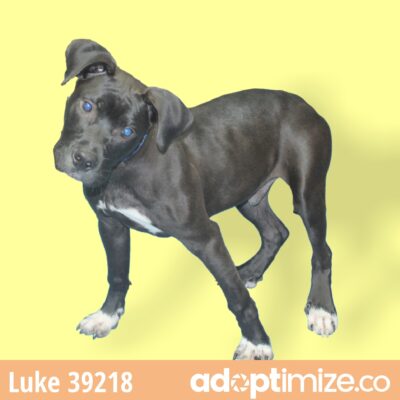 Luke 39218-Adoption Pending