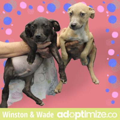 Winston and Wade 39376-77