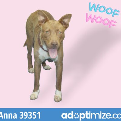 Anna & Pups 39351-61