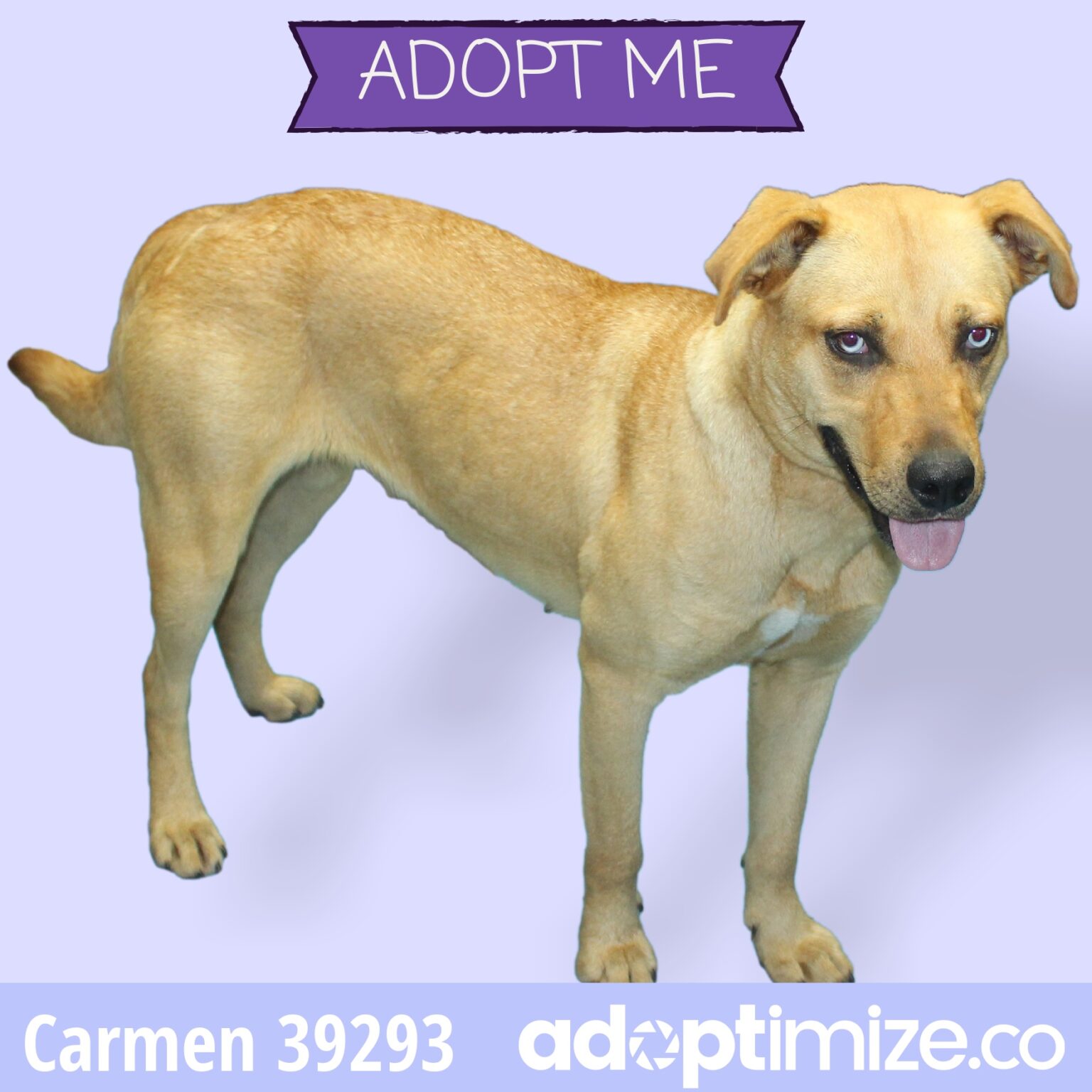 Carmen 39293 BainbridgeDecatur County Humane Society