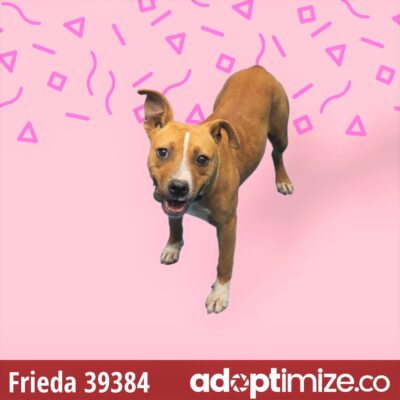 Frieda 39384