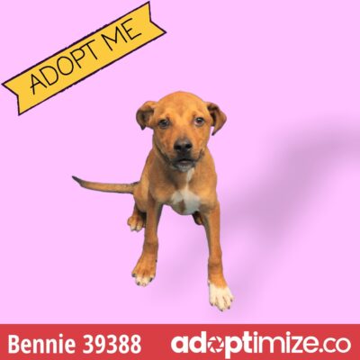 Bernice and Bennie 39387-88