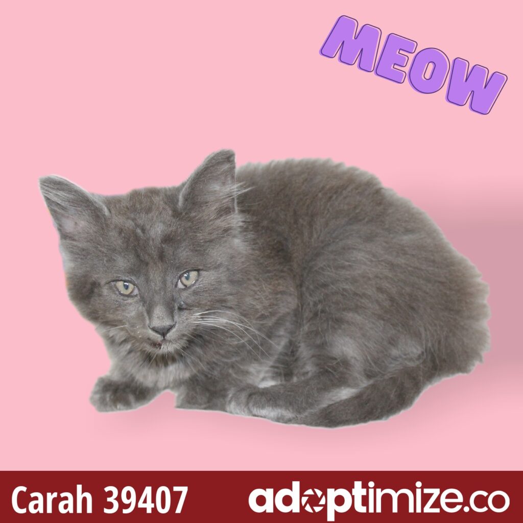 Carah 39407 BainbridgeDecatur County Humane Society