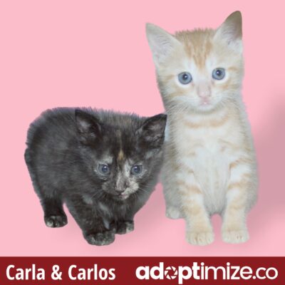Carla & Carlos 39446-47