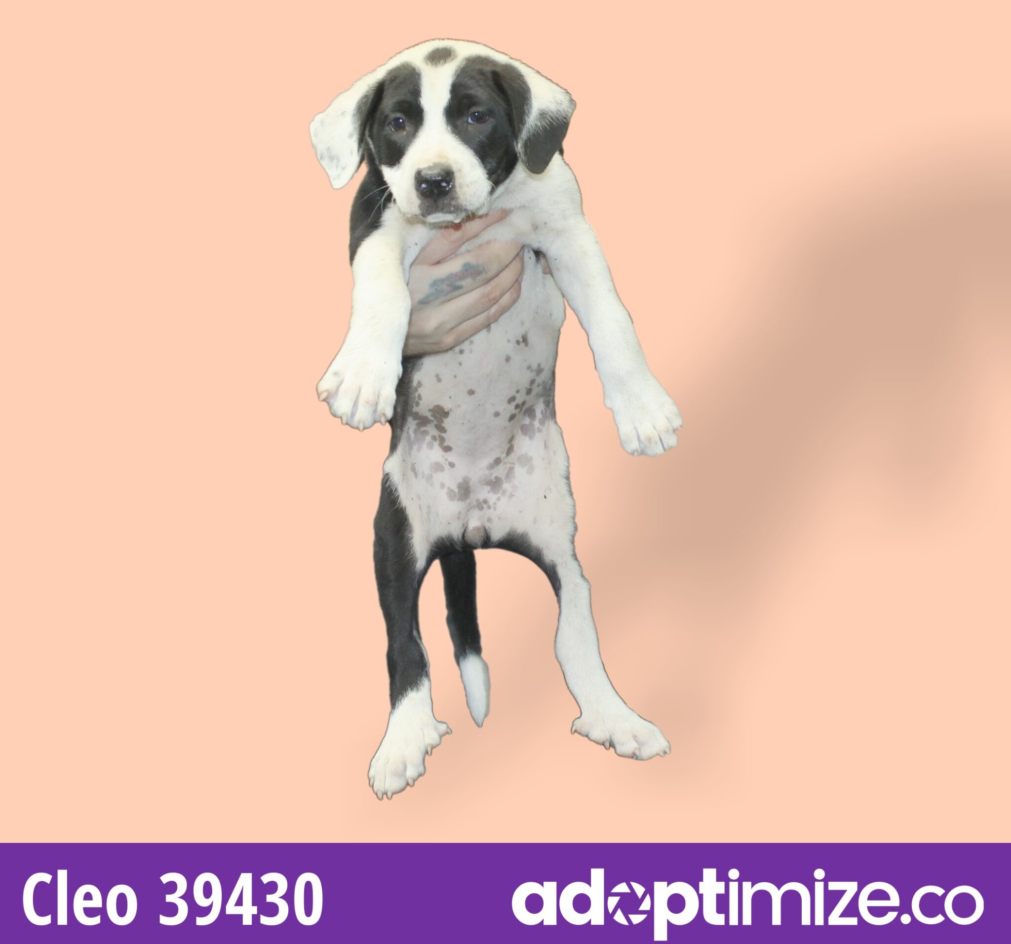 C Pups 3943033 BainbridgeDecatur County Humane Society