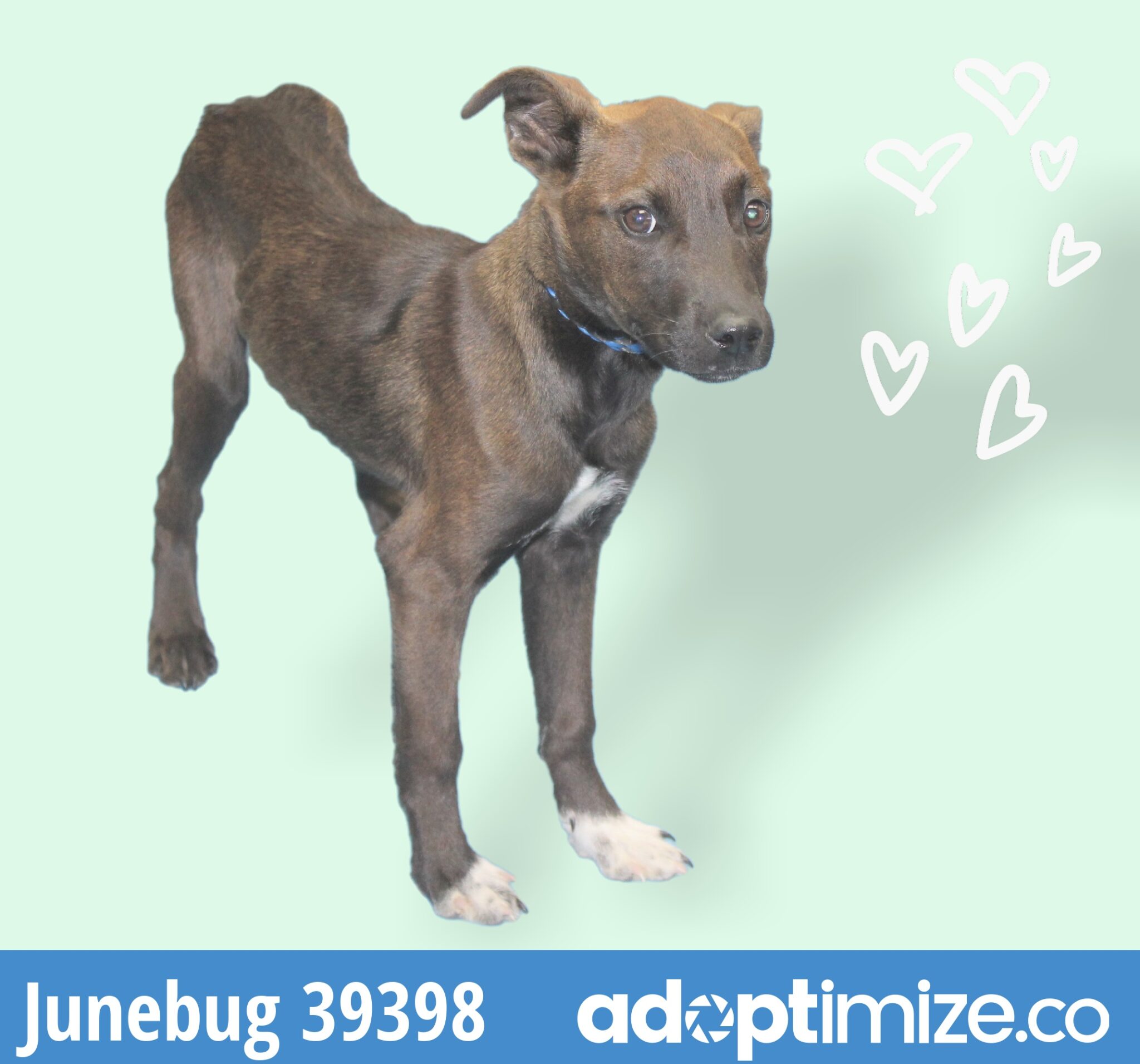 Junebug 39398 BainbridgeDecatur County Humane Society