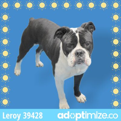 Leroy 39428