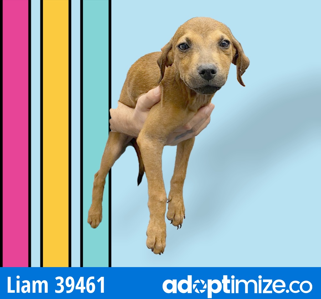 Liam 39461 BainbridgeDecatur County Humane Society