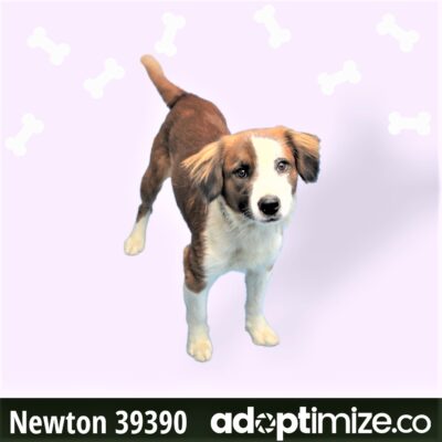 Newton 39390