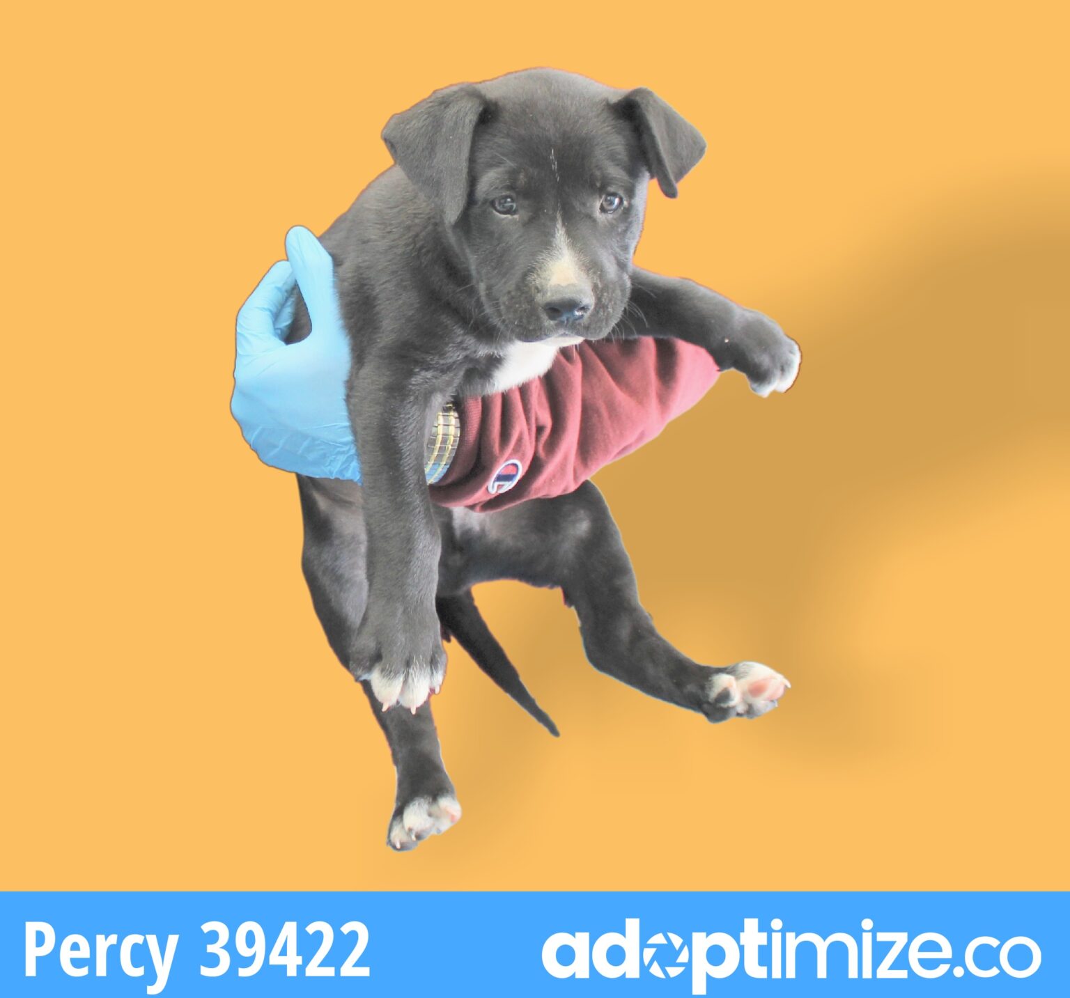 PPups 3941724 BainbridgeDecatur County Humane Society