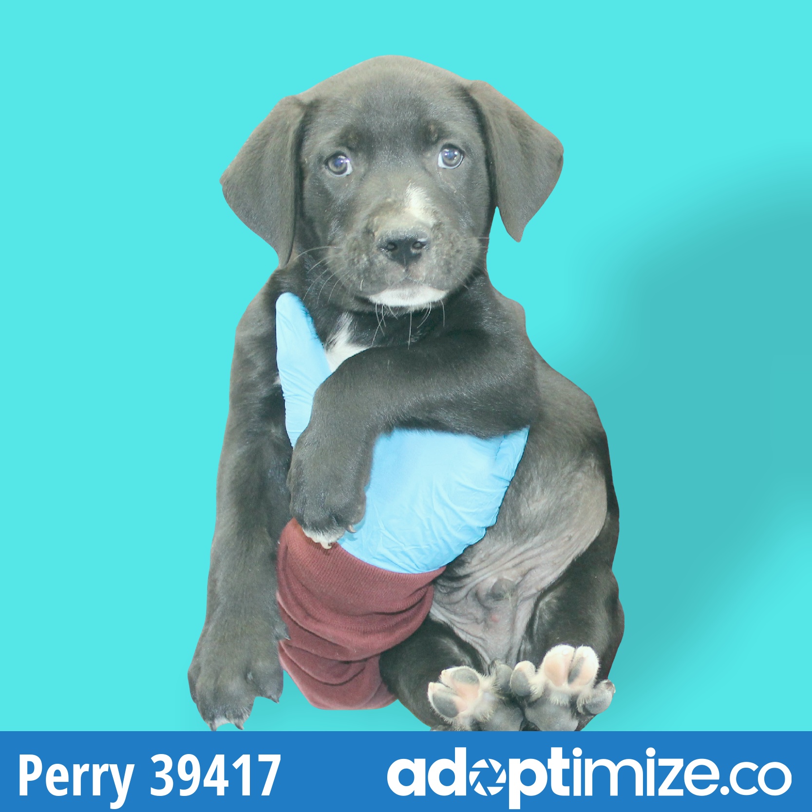 PPups 3941724 BainbridgeDecatur County Humane Society