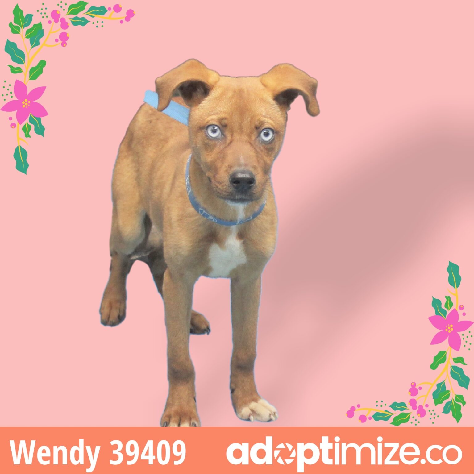Wendy 39409 BainbridgeDecatur County Humane Society
