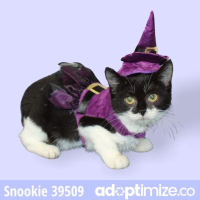 Scout, Snookie 39509/39511