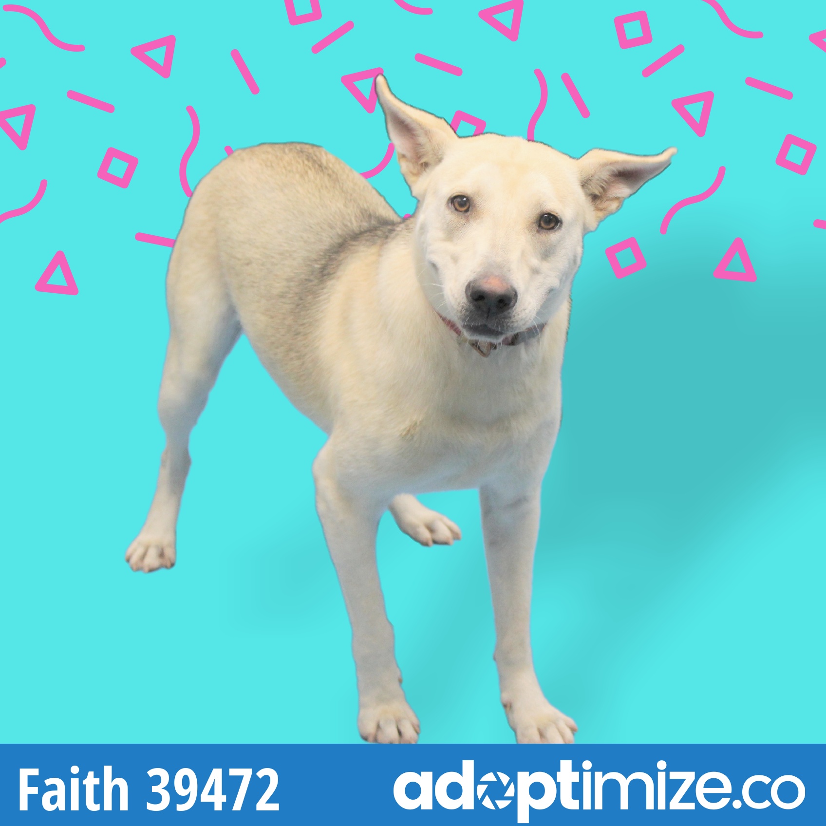 Faith 39472 BainbridgeDecatur County Humane Society
