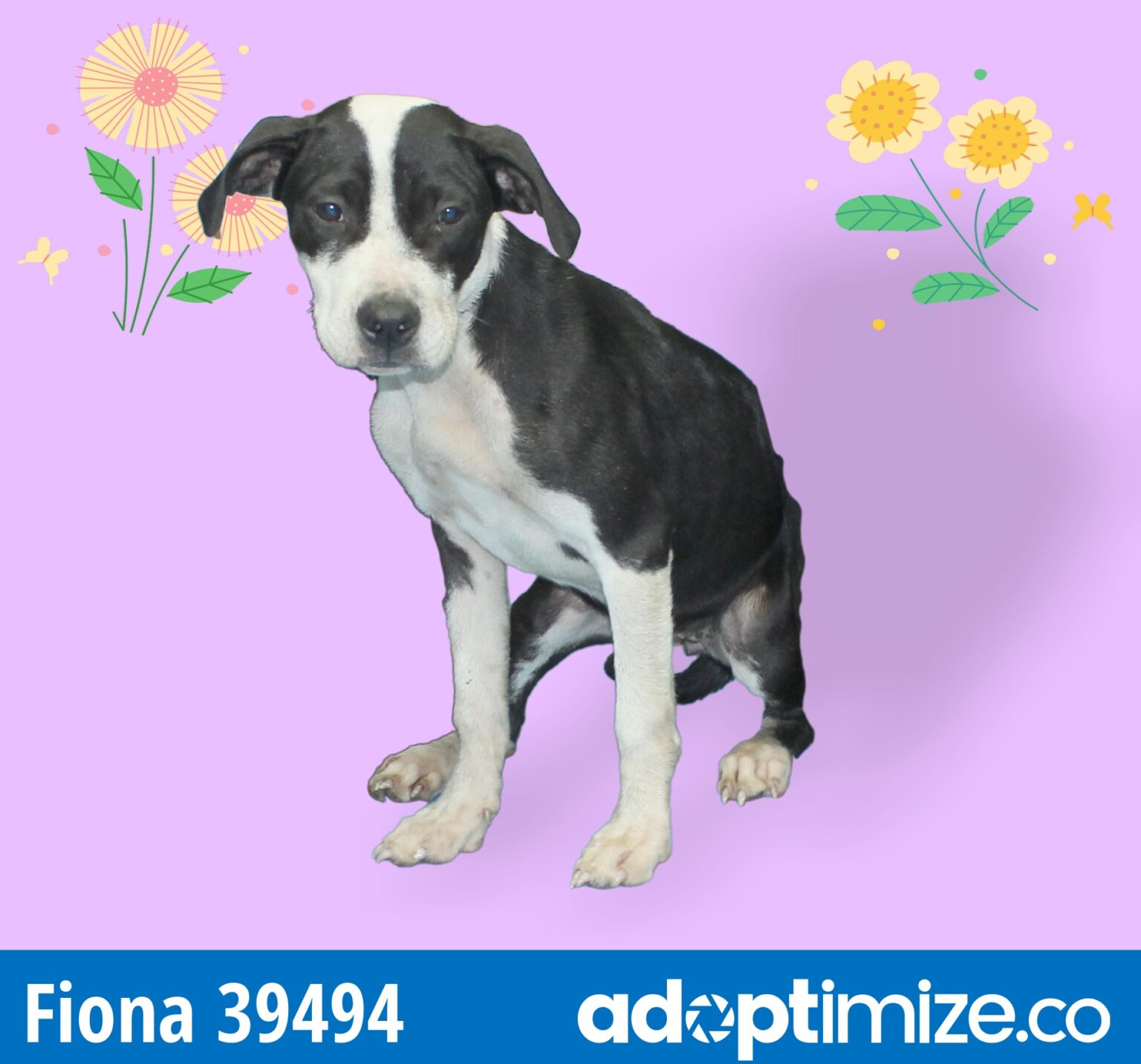 Fiona 39494 BainbridgeDecatur County Humane Society