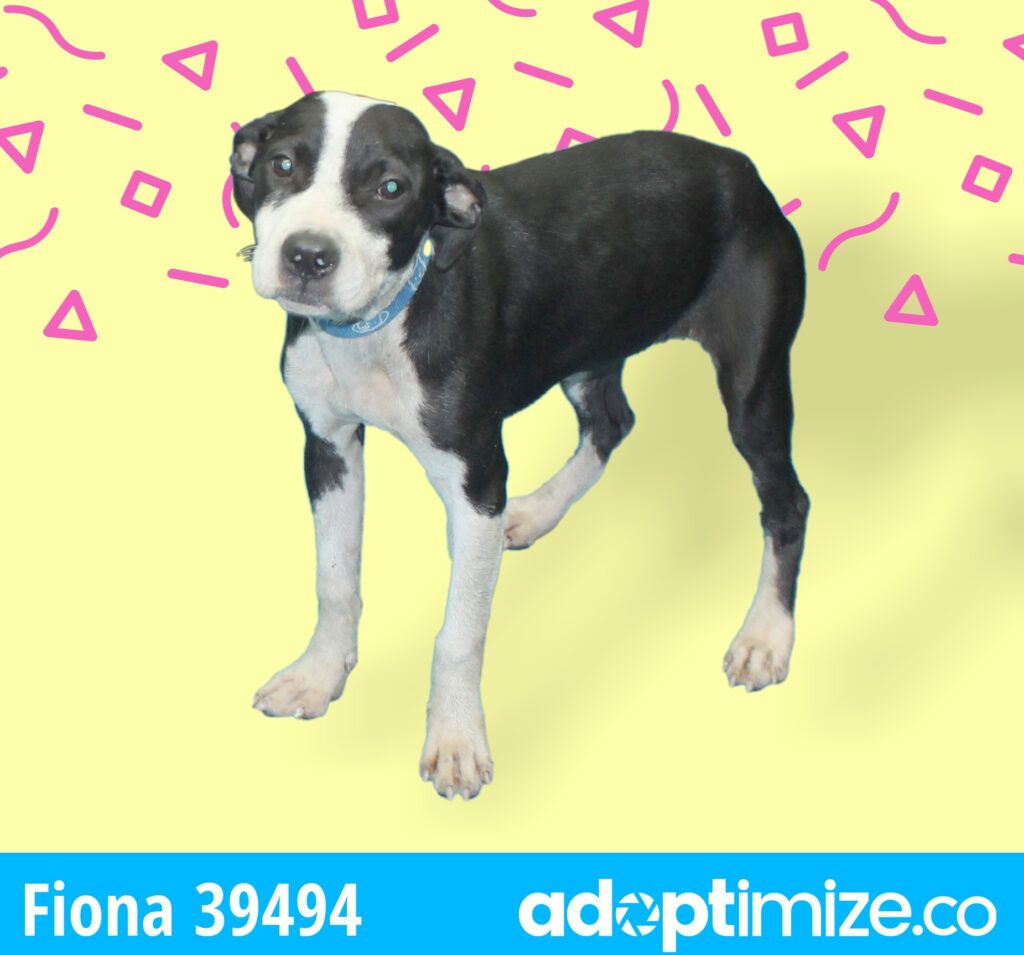 Fiona 39494 BainbridgeDecatur County Humane Society