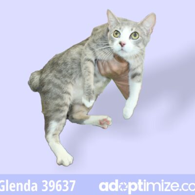 Glenda & Kits 39637-43