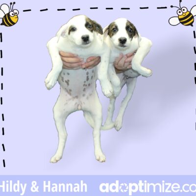 Hildy & Hannah 39635-36