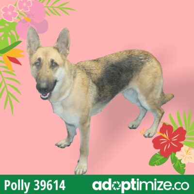 Polly 39614