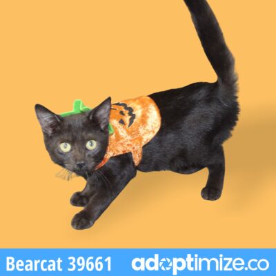 Bearcat 39661-Adoption Pending