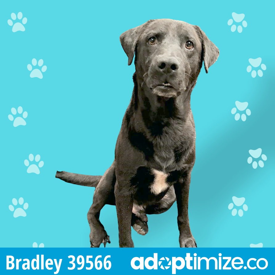 Bradley 39566Adoption Pending BainbridgeDecatur County Humane Society