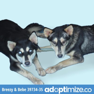 Breezy & Bebe 39734-35