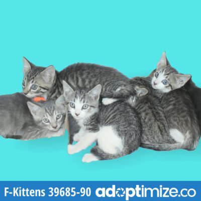 F-Kittens 39685-90