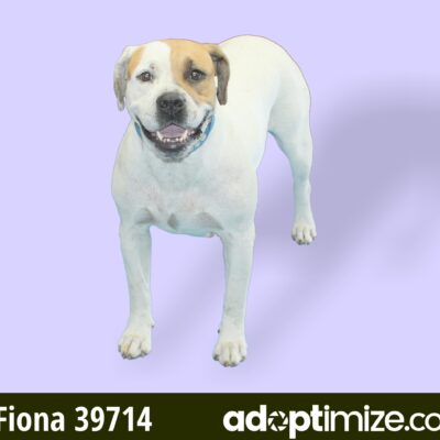 Fiona, Flora, & Fern 39714-16