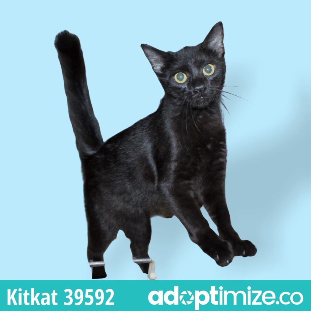 Kitkat 39592 BainbridgeDecatur County Humane Society