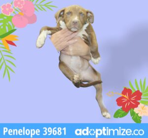 Penelope 39681