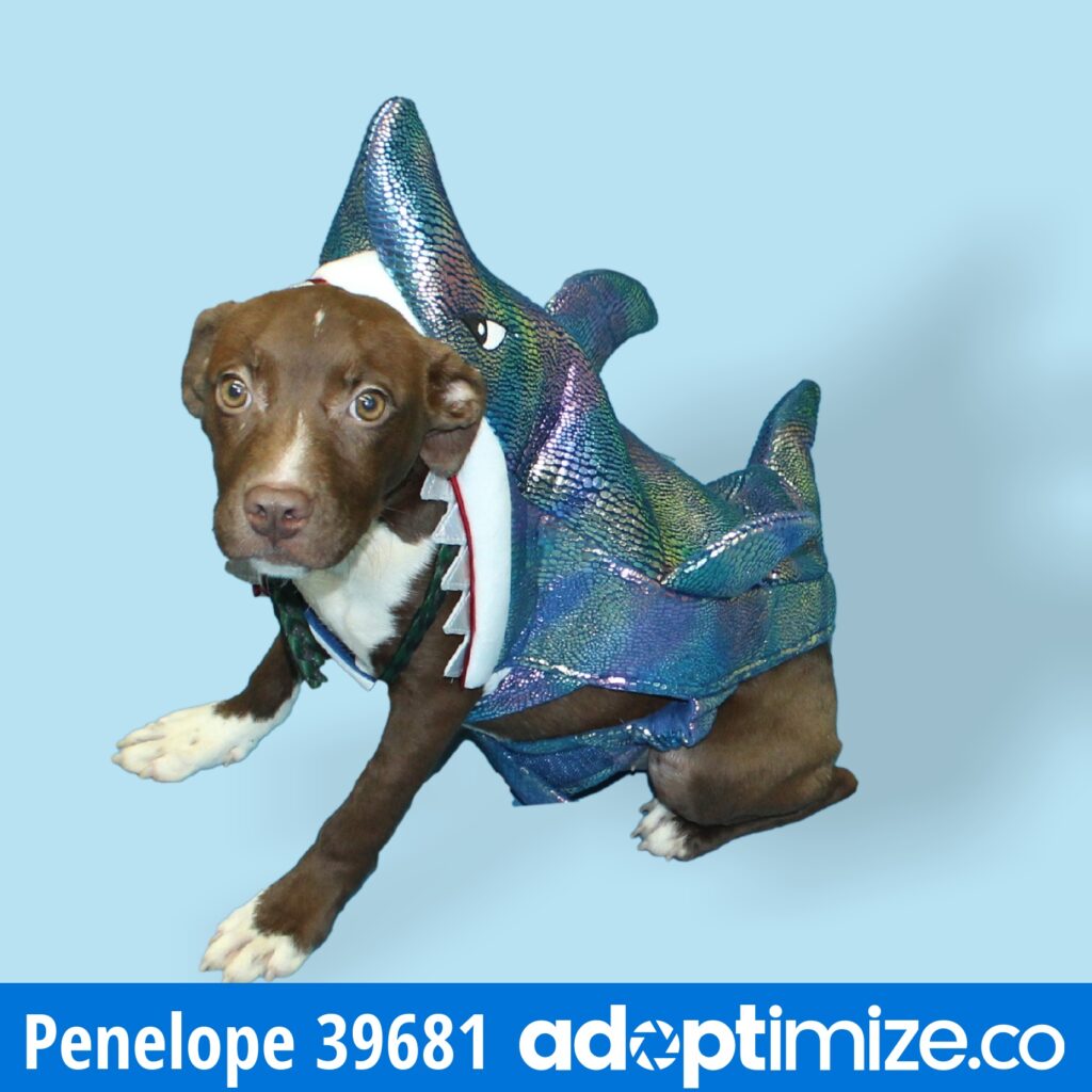 Penelope 39681 BainbridgeDecatur County Humane Society