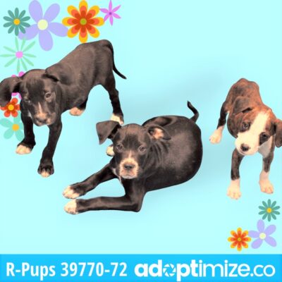 R-Pups 39770-72
