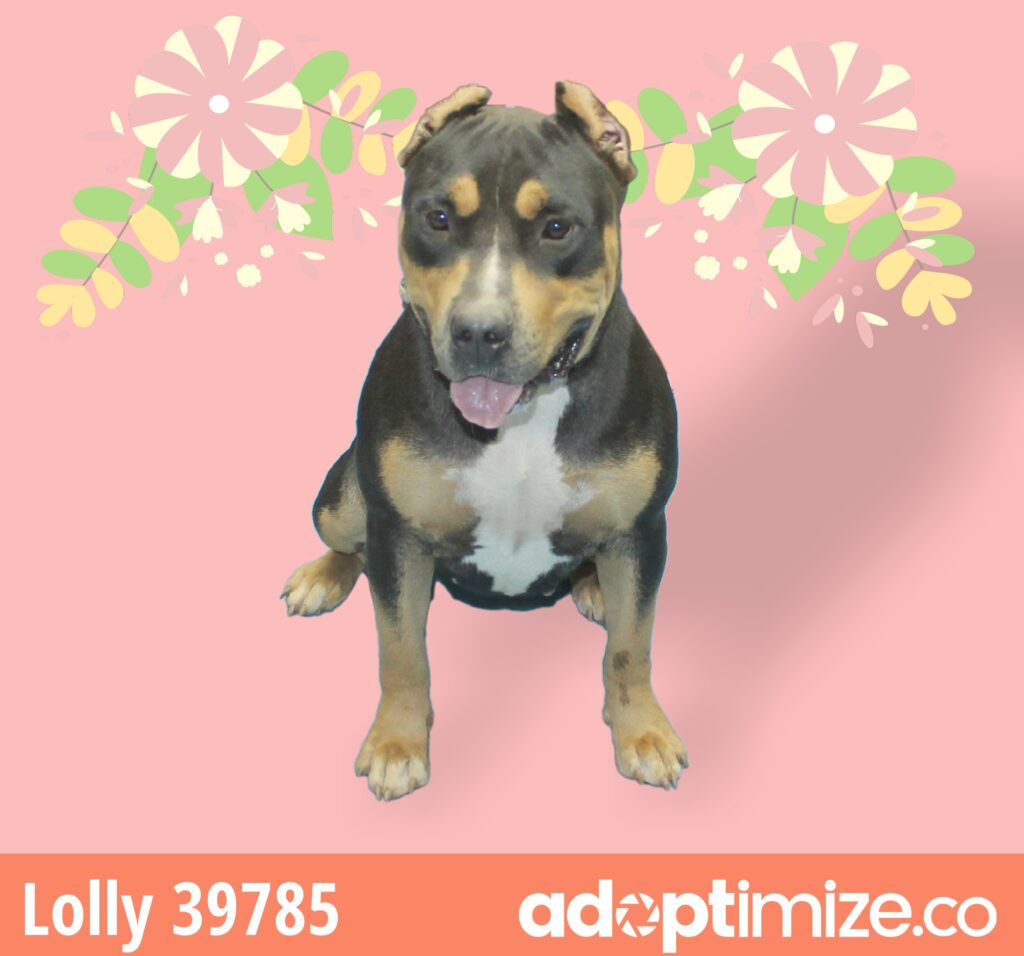Lolly 39785 BainbridgeDecatur County Humane Society