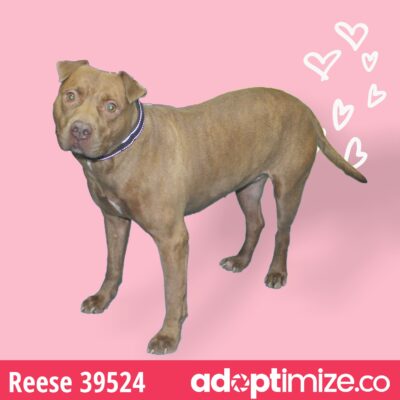 Reese 39524