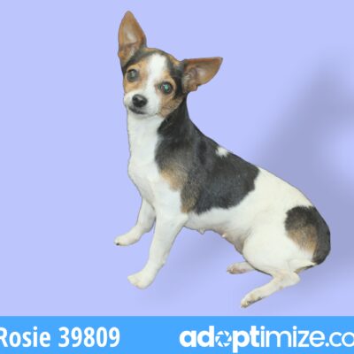 Rosie 39809