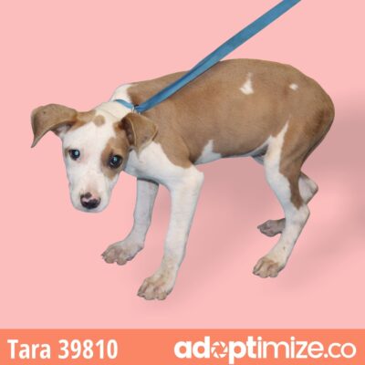 Tara, Taffy 39810-11