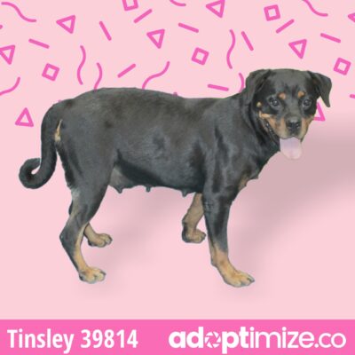 Tinsley 39814