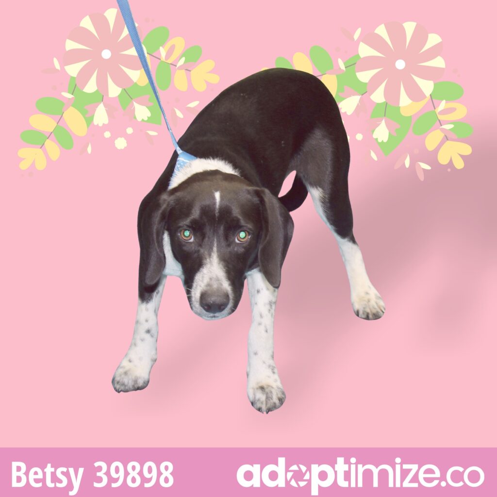 Betsy 39898 BainbridgeDecatur County Humane Society