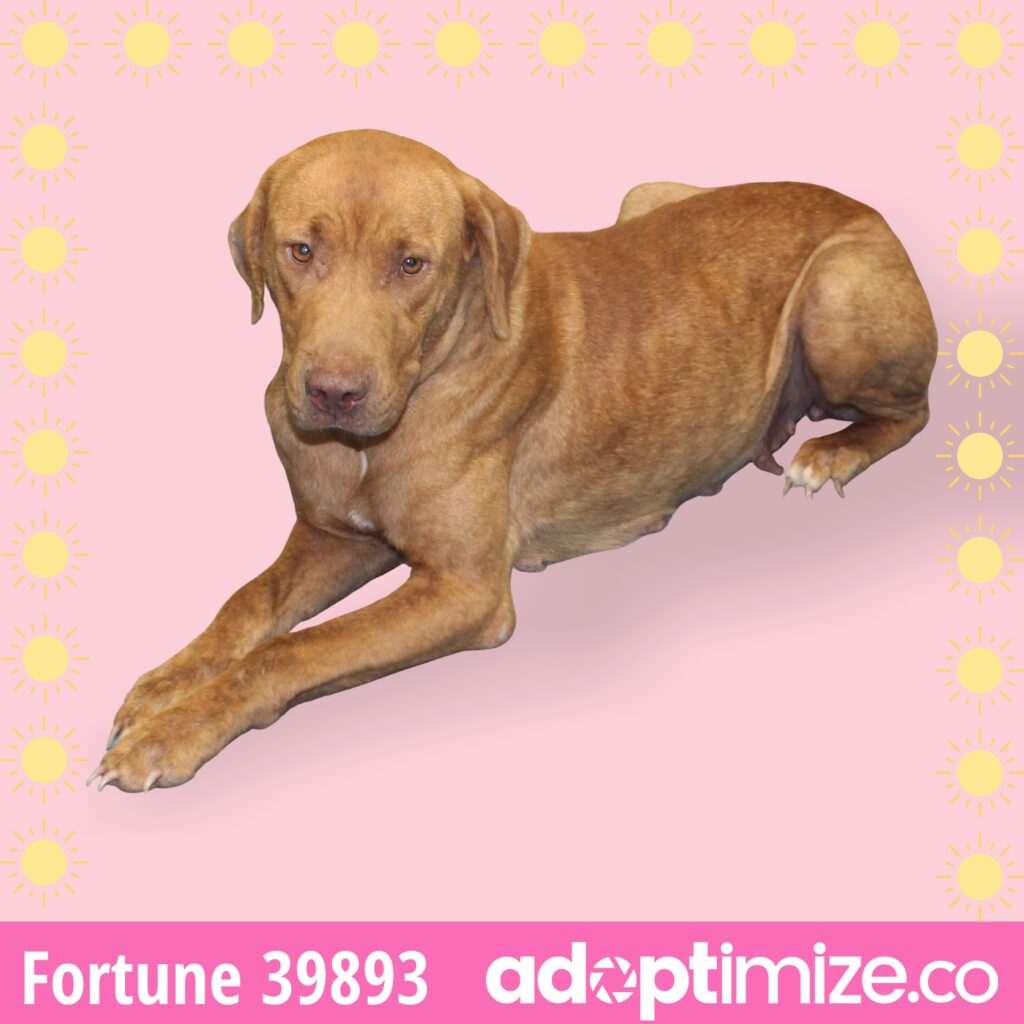 Franklin 39892 BainbridgeDecatur County Humane Society