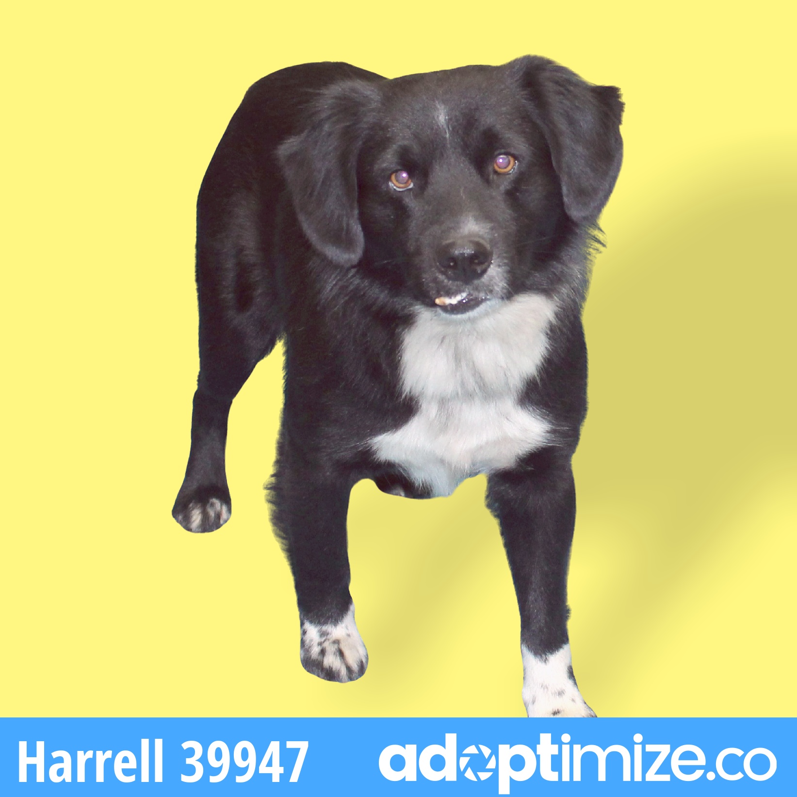 Harrell 39947 BainbridgeDecatur County Humane Society