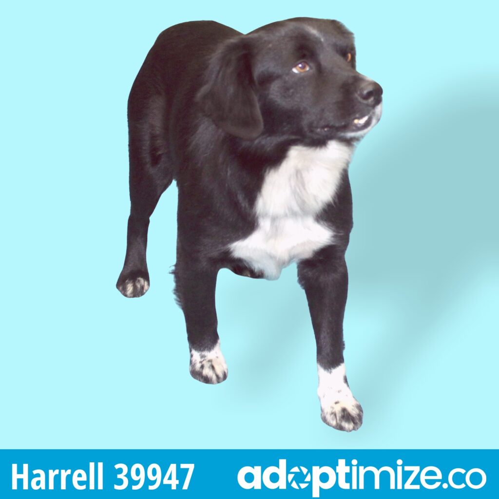 Harrell 39947 BainbridgeDecatur County Humane Society