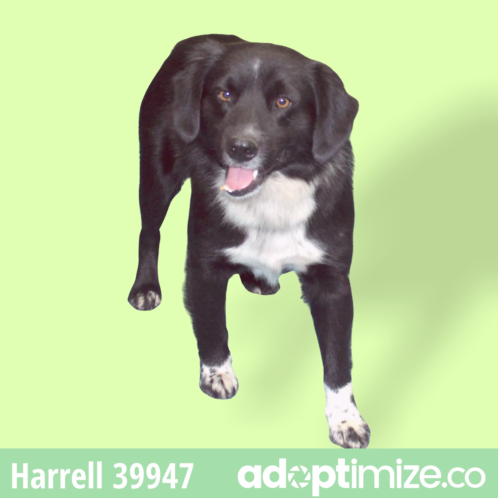 Harrell 39947 BainbridgeDecatur County Humane Society
