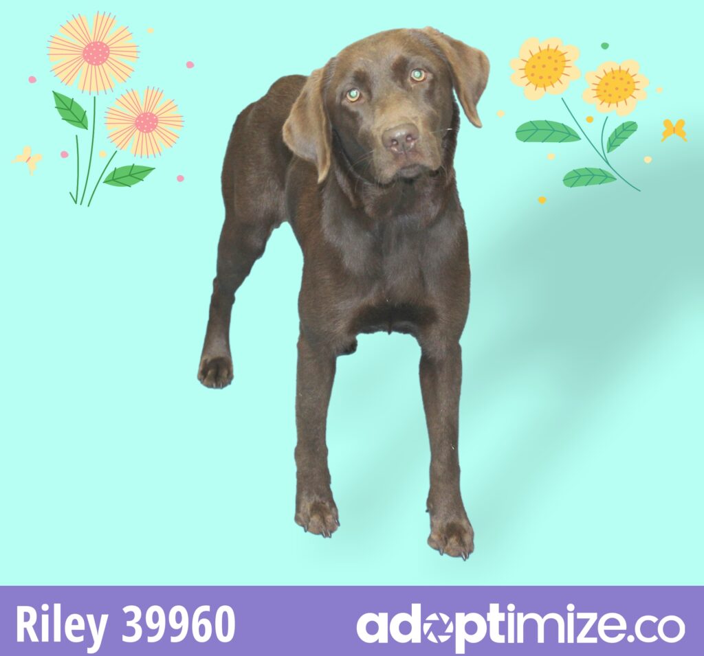Riley 39960 BainbridgeDecatur County Humane Society