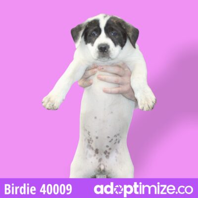 Brooklyn, Birdie, Brandi 40007-09