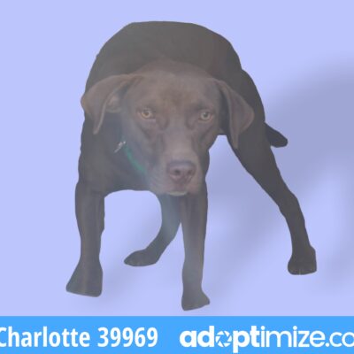 Charlotte & Cara 39969-70