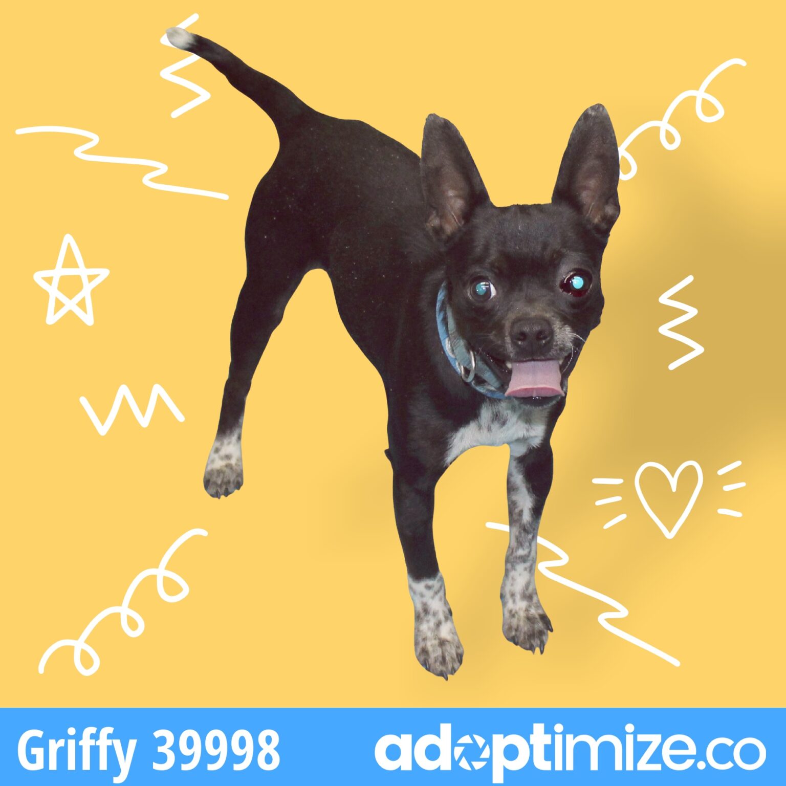 Griffy 39998 BainbridgeDecatur County Humane Society