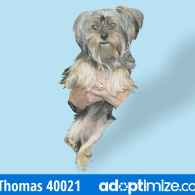 Thomas 40021-Adoption Pending